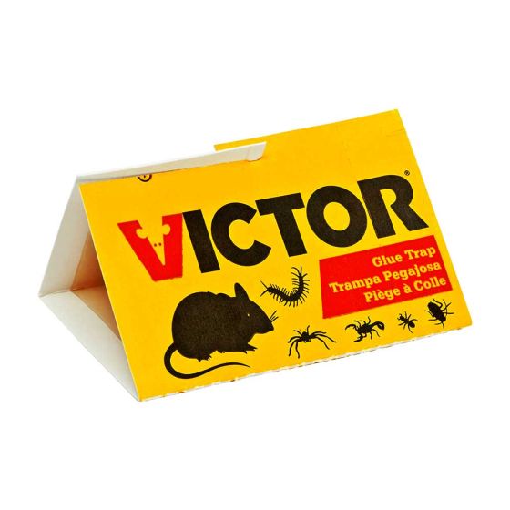 Ratonera chica con pegamento M320i Victor